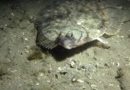 Winter flounder (Pseudopleuronectes americanus) in Narragansett Bay. Credit: Jerry Prezioso, NEFSC/NOAA
