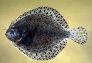 Windowpane flounder (Scophthalmus aquosus). Credit: Donald Flescher, NEFSC/NOAA