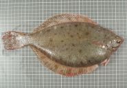 Winter flounder (Pseudopleuronectes americanus). Credit: Richard McBride, NEFSC/NOAA