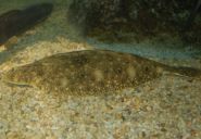 Summer flounder (Paralichthys dentatus). Credit: NEFSC/NOAA