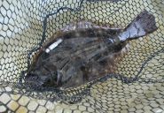 Summer flounder (Paralichthys dentatus). Credit: NEFSC/NOAA