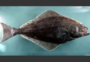 Atlantic halibut (Hippoglossus hippoglossus). Credit: NEFSC/NOAA