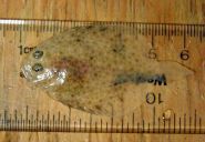 Windowpane flounder (Scophthalmus aquosus) juvenile. Credit: Jerry Prezioso, NEFSC/NOAA