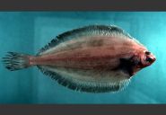 Witch flounder (Glyptocephalus cynoglossus). Credit: NEFSC/NOAA